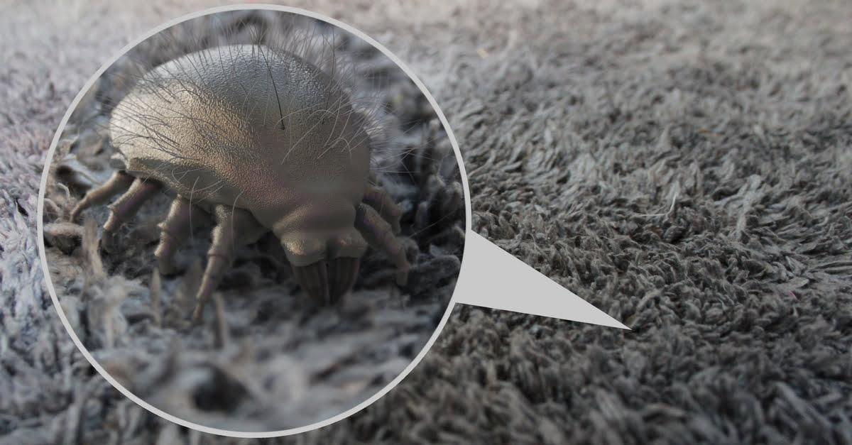 how-to-get-rid-of-dust-mites-2