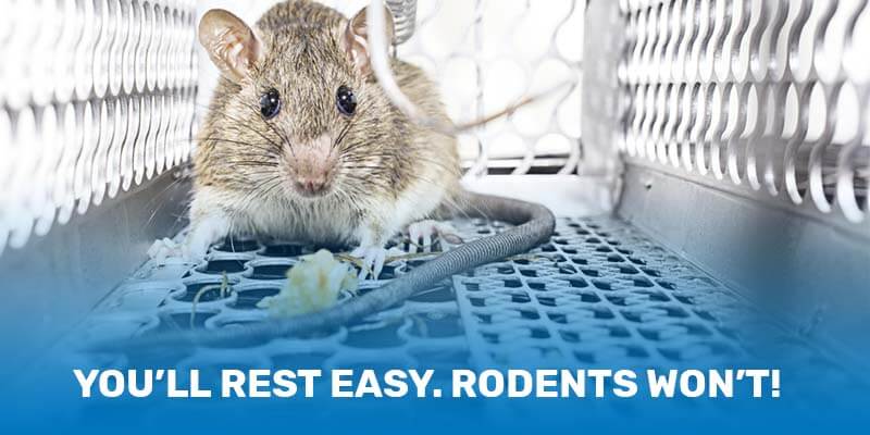 rodent-control-rest-easy