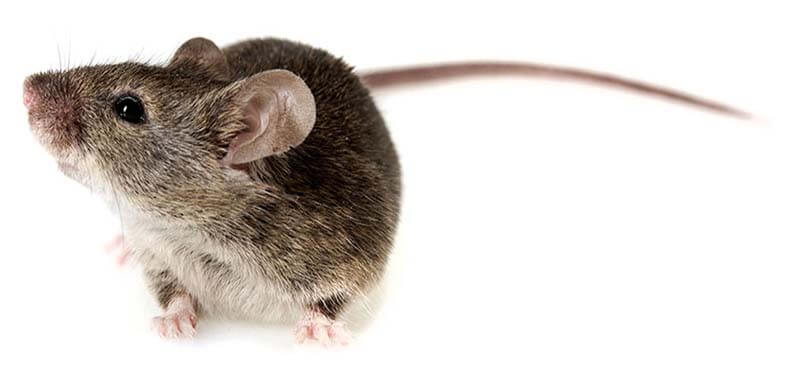 Rodent Control Services In Kenya Kick Out Rats Mice