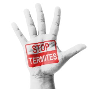 termite-control-kenya-imagine-care-pest-control