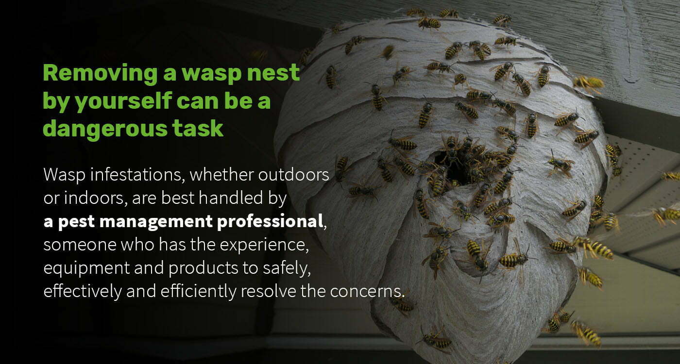 wasps-control-2