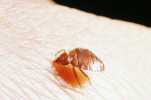 what-causes-bedbugs-kenya-imagine-care