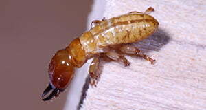 termite_drywood