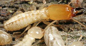 termite_subterranean