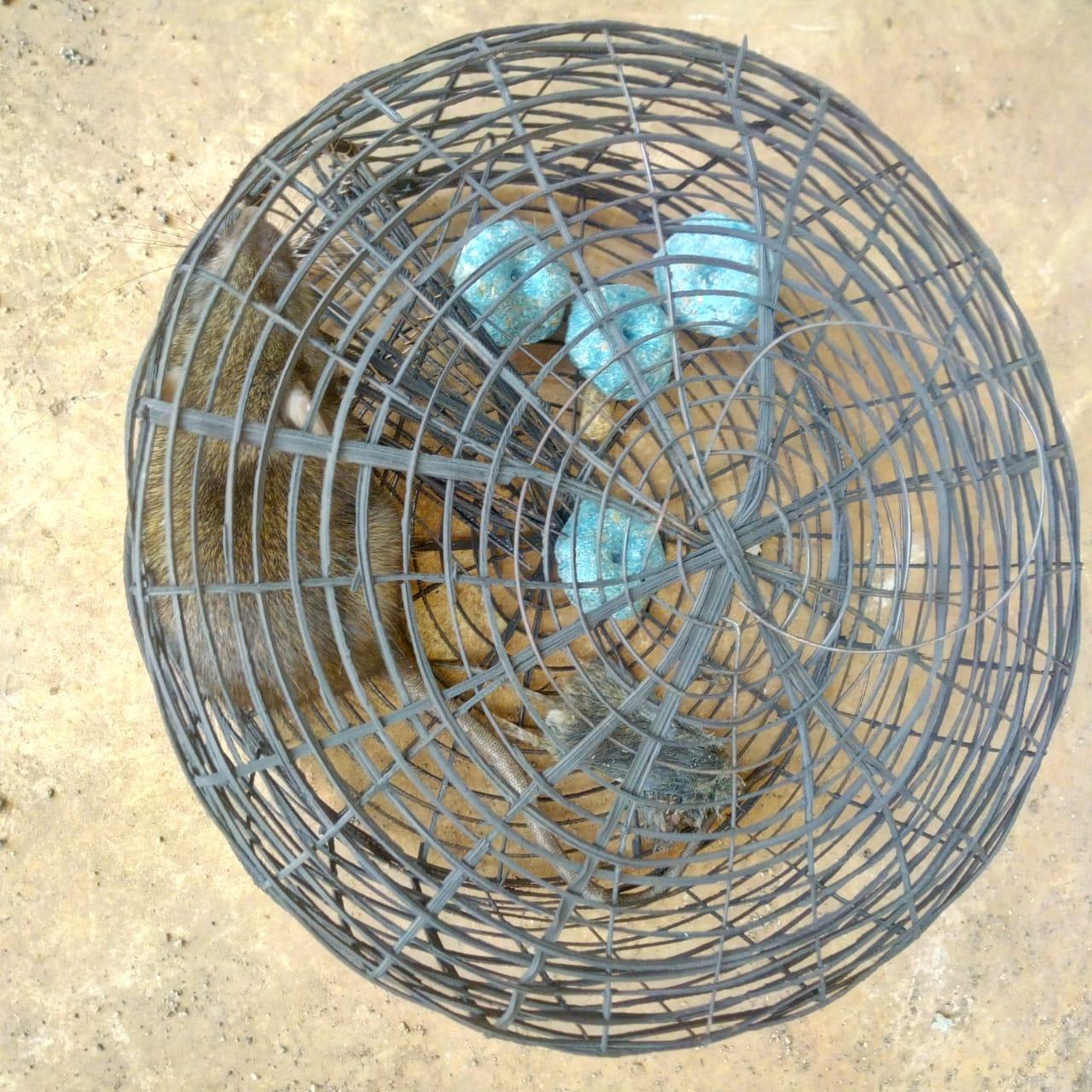 Mechanical Draft Rodent Trap Round - Image 4