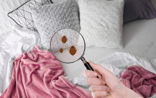 bedbug control