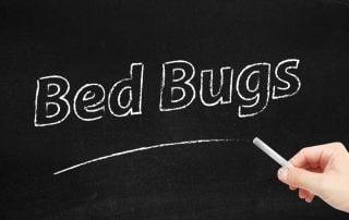bed bugs