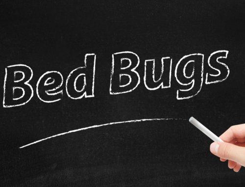 How to Get Rid of Bed Bugs in Nairobi, Kiambu, Kajiado, and Machakos