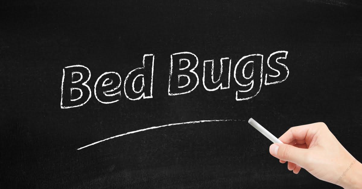 bed bugs