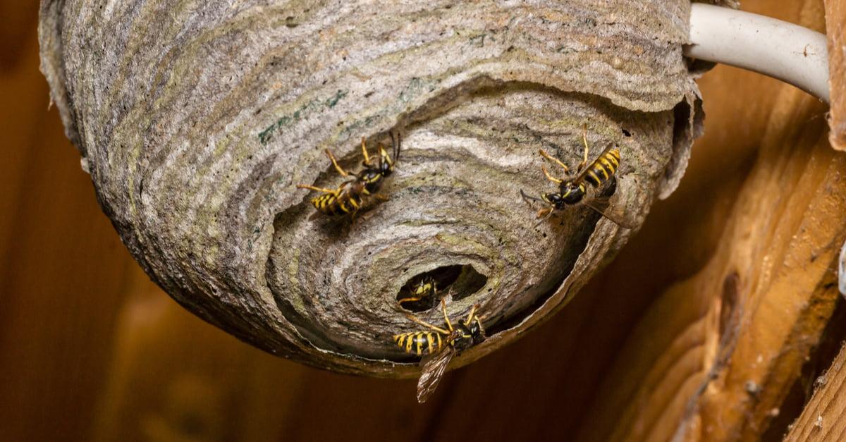 get rid of wasps