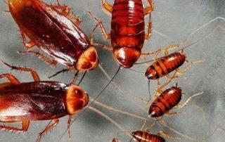 Cockroach