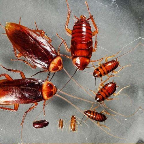 pest-control-pests-cockroaches