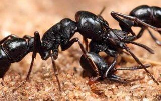 Ants