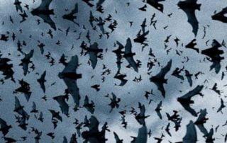 Bats