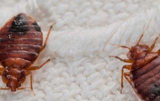 Bed Bugs