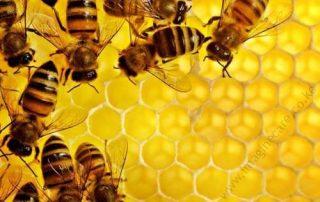 Bee