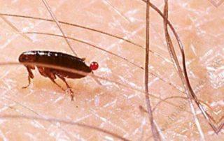 Fleas
