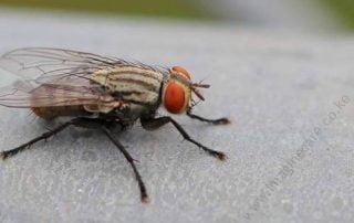 Flies