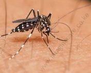 pest-control-pests-mosquito