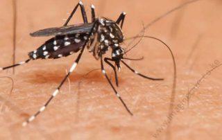 Mosquito
