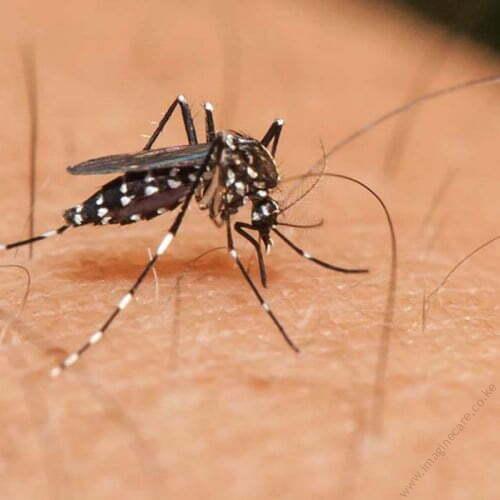 pest-control-pests-mosquito