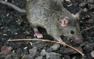 Rodents