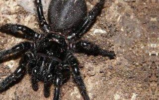 Spiders