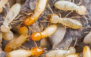 Termites
