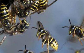 Wasps