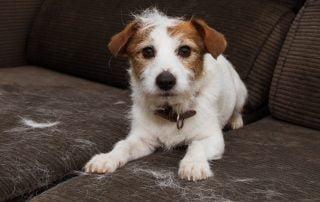 Pet hair on sofa