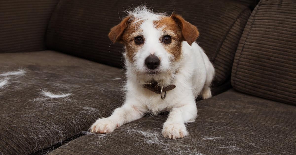 Pet hair on sofa