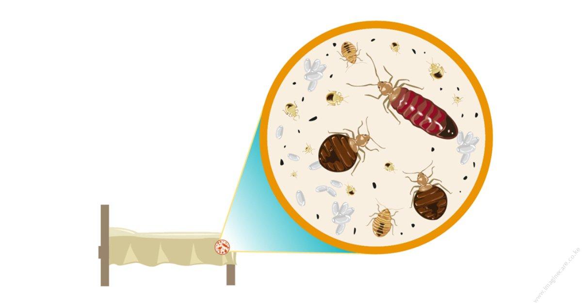 bed bug_tips-2