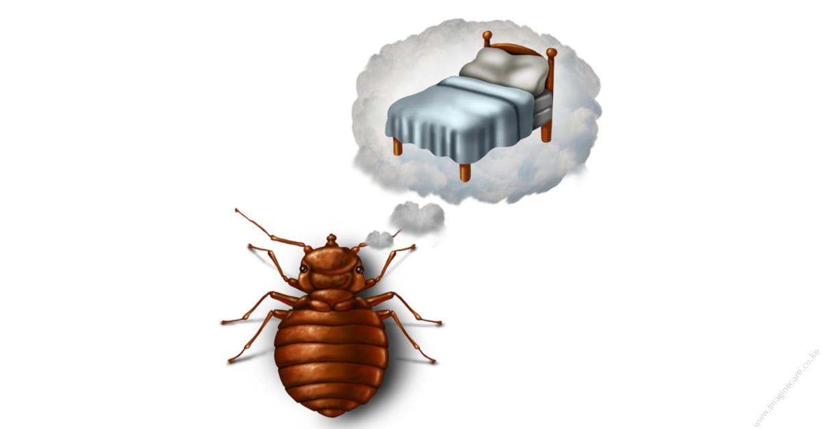 bed bug_tips-3