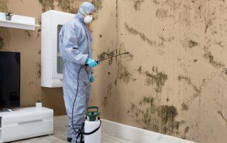 mold-control-kenya