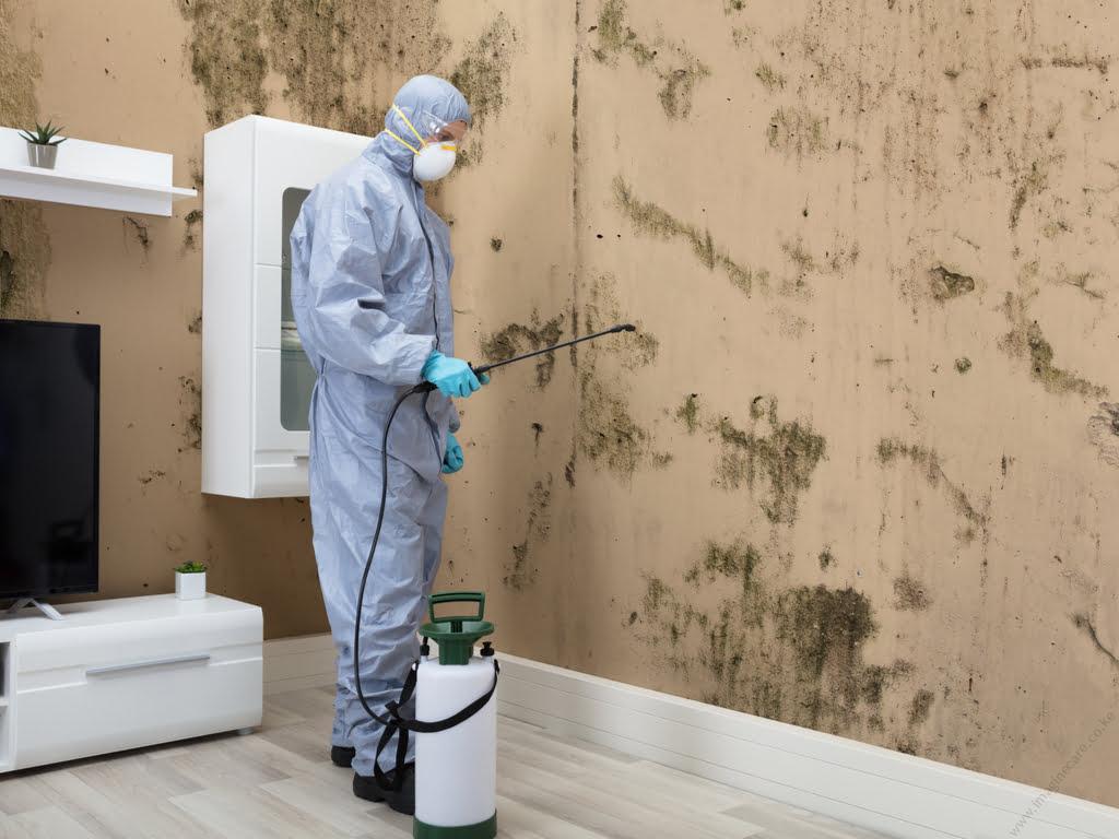 mold-control-kenya