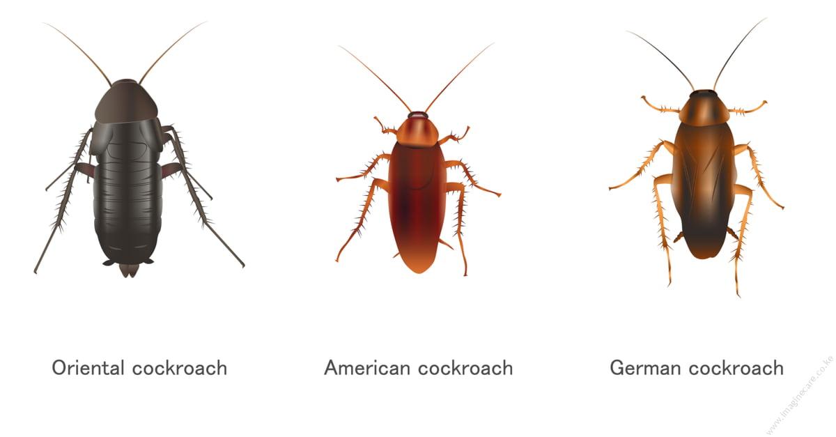 types-of-cockroaches