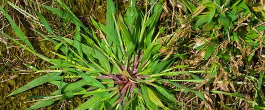 crabgrass lawn & garden