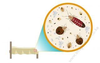 Bed Bugs: Fact Vs. Myth