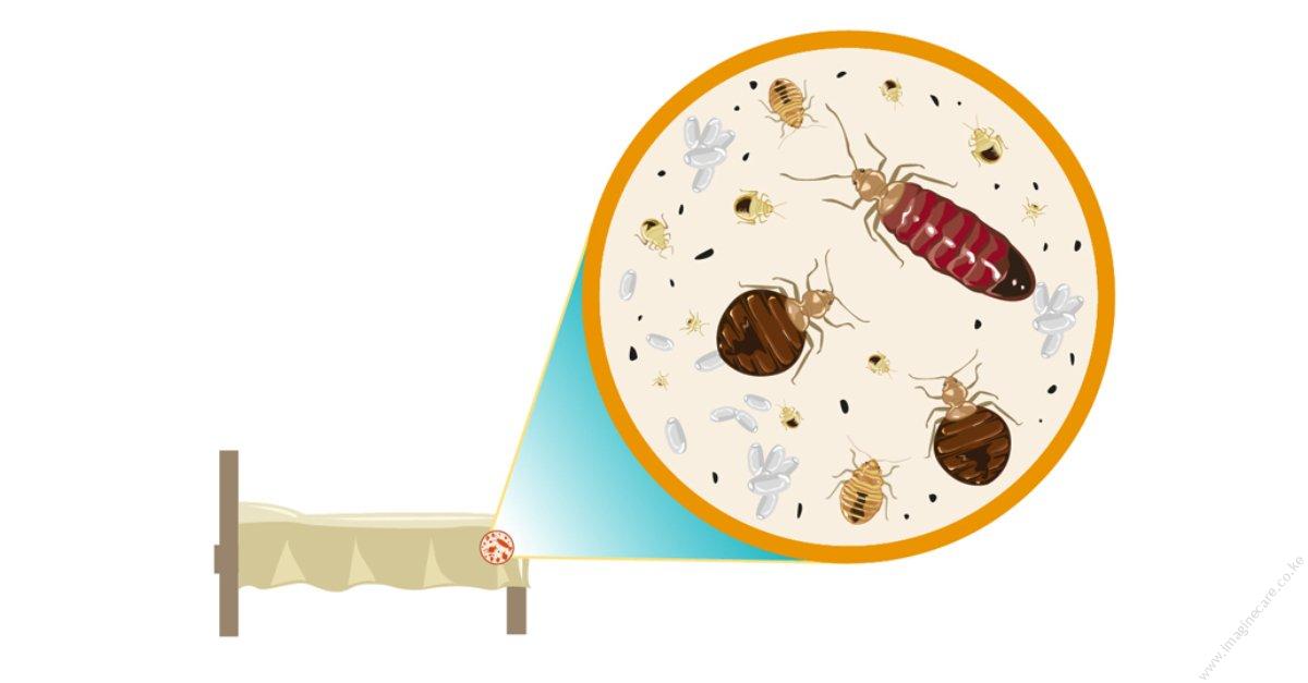 Bed Bugs: Fact Vs. Myth