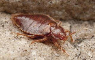 bedbug fumigation