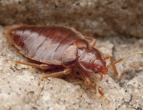 Bedsitter Bedbug Fumigation Service in Nairobi, Kiambu, Kajiado, Machakos, and Kenya for KES 5,999