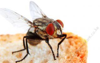 flies