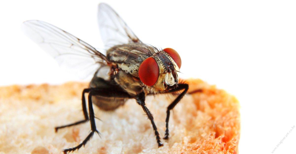 flies