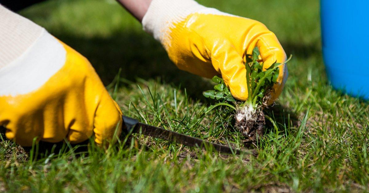 lawn weeds