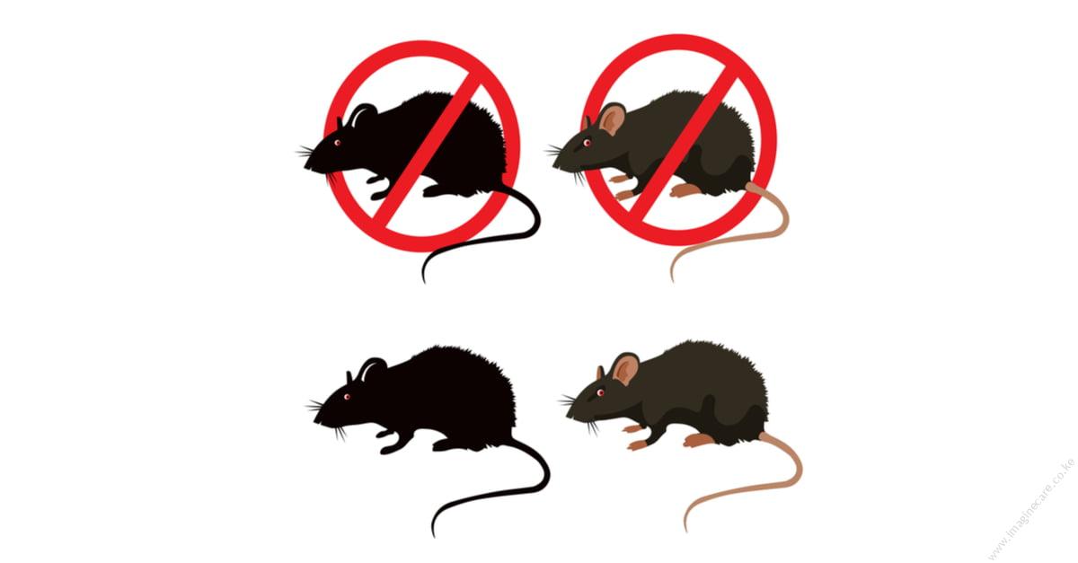 The Difference Between Rats and Mice - Why it Matters