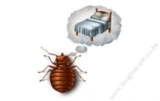 Do you know how to prepare for bedbug treatment?
