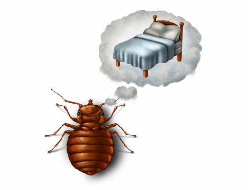 Where to look for bed bugs in Kenya