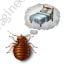 Do you know how to prepare for bedbug treatment?