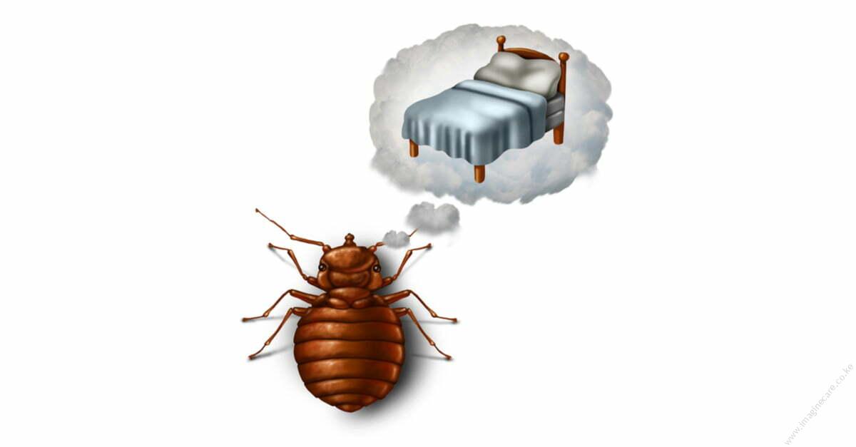 Do you know how to prepare for bedbug treatment?