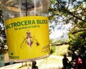 Bactrocera-Block